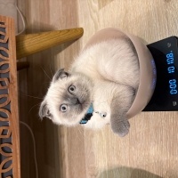 British Shorthair, Kedi Pamuk fotoğrafı