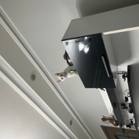 Van Kedisi, Kedi Milky fotoğrafı