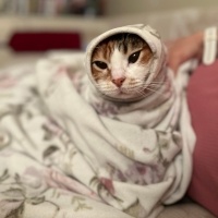 Tekir Kedi, Kedi Destiny fotoğrafı