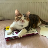 Tekir Kedi, Kedi Destiny fotoğrafı