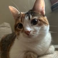 Tekir Kedi, Kedi Destiny fotoğrafı