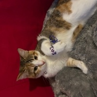 Tekir Kedi, Kedi Destiny fotoğrafı