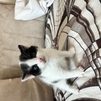 Tekir Kedi, Kedi Ekmek fotoğrafı