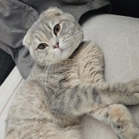 Scottish Fold, Kedi Pamuk fotoğrafı