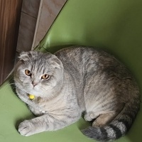 Scottish Fold, Kedi Pamuk fotoğrafı
