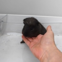 Guinea Pig, Kemirgen Karanfil ve Elmas fotoğrafı