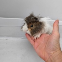 Guinea Pig, Kemirgen Karanfil ve Elmas fotoğrafı