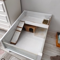 Guinea Pig, Kemirgen Karanfil ve Elmas fotoğrafı