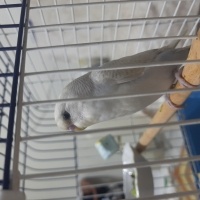 Muhabbet Kuşu, Kuş Şeker fotoğrafı