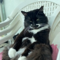 Tuxedo (Smokin) Kedi, Kedi Adölf fotoğrafı