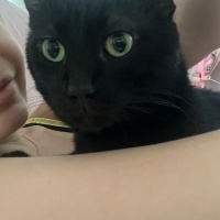 Tekir Kedi, Kedi ali osman fotoğrafı