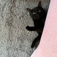 Tekir Kedi, Kedi ali osman fotoğrafı