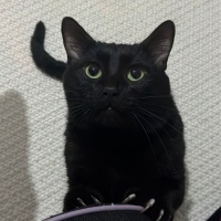 Tekir Kedi, Kedi ali osman fotoğrafı