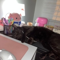 Tekir Kedi, Kedi ali osman fotoğrafı