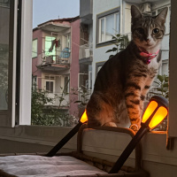 Tekir Kedi, Kedi Makbule fotoğrafı