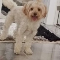 Poodle(Standart Kaniş), Köpek Mila fotoğrafı