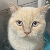 British Shorthair, Kedi Serseri fotoğrafı