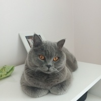 British Shorthair, Kedi Murky fotoğrafı