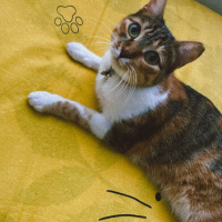 Tekir Kedi, Kedi gülçen fotoğrafı