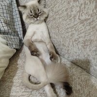 Scottish Fold, Kedi Bulut fotoğrafı