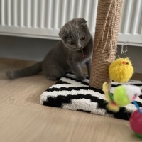 Scottish Fold, Kedi Duman fotoğrafı