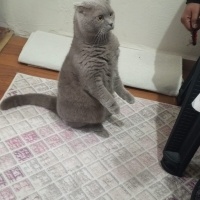 Scottish Fold, Kedi Yoda fotoğrafı