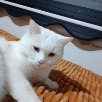 Brazilian Shorthair, Kedi Süslü fotoğrafı