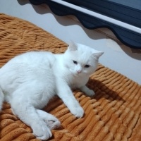 Brazilian Shorthair, Kedi Süslü fotoğrafı