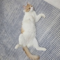 Sarman, Kedi Sütlaç fotoğrafı