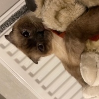 Scottish Fold, Kedi Gece fotoğrafı