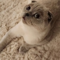 Scottish Fold, Kedi Paşa fotoğrafı