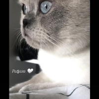 Scottish Fold, Kedi Paşa fotoğrafı