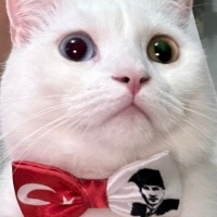 British Shorthair, Kedi ZEUS fotoğrafı