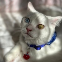 British Shorthair, Kedi ZEUS fotoğrafı