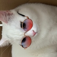 British Shorthair, Kedi ZEUS fotoğrafı