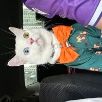 British Shorthair, Kedi ZEUS fotoğrafı