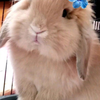 Tavşan, Kemirgen Karamel fotoğrafı