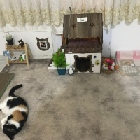 Tekir Kedi, Kedi YAPRAK fotoğrafı