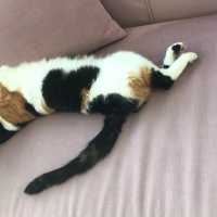 Tekir Kedi, Kedi YAPRAK fotoğrafı