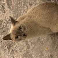 Colorpoint Shorthair, Kedi Leyla fotoğrafı