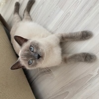 Colorpoint Shorthair, Kedi Leyla fotoğrafı