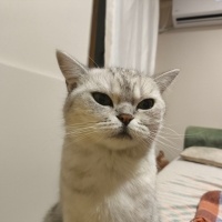 British Shorthair, Kedi Mochi fotoğrafı