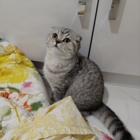 Scottish Fold, Kedi Maya fotoğrafı