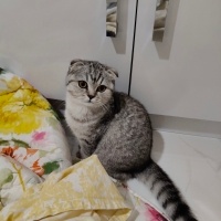 Scottish Fold, Kedi Maya fotoğrafı