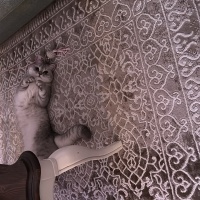 British Shorthair, Kedi Sütlaç fotoğrafı