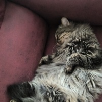 Scottish Fold, Kedi Duman fotoğrafı