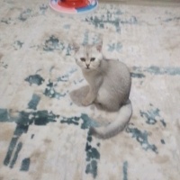 American Shorthair, Kedi Doruk fotoğrafı