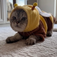 Scottish Fold, Kedi Cappuccino fotoğrafı