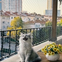 British Longhair, Kedi Alfa fotoğrafı
