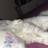 British Longhair, Kedi Alfa fotoğrafı